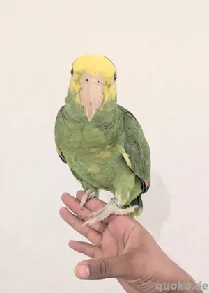Doppelgelbkopfamazon Handzahm 