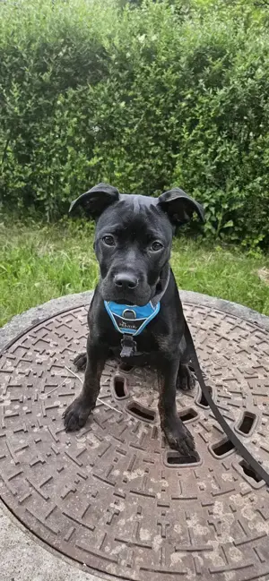 Wunderschönes Boxer-Mix Mädchen 