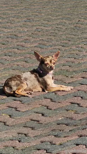 chihuahua Hündin 2 jahre 