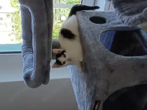 Katzenmädchen heute 12 Wochen sucht ein Zuhause 