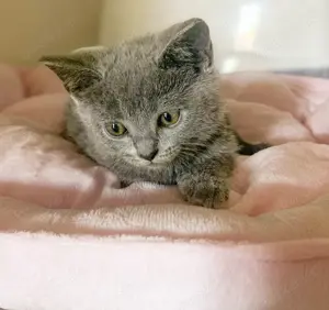 Ich suche katzensitter  