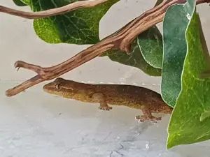 2 Jungferngeckos von 2024
