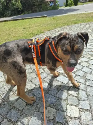 American Bully Ballou Junghund 