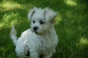 Bichon Frise Molli sucht ein passendes Zuhause