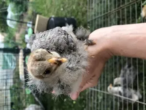 Brahmaküken in Silber- und rebhuhnfarbig gebändert