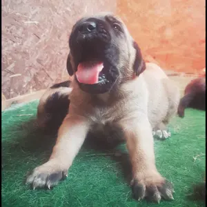 Cane Corso Italiano - BoxerMix Welpen 