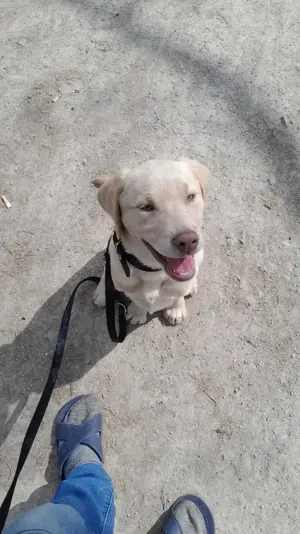 Labrador Hündin abgeben 