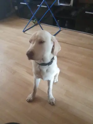 Labrador Hündin 