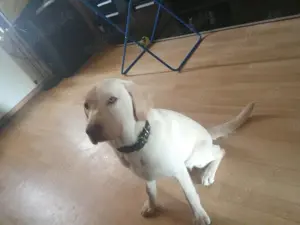 Labrador Hündin  Bild 3