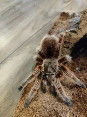 Schöne Voglespiene! Grammostola Rosea "Red" ca. 1.5cm KL
