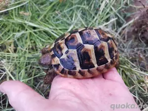 Dalmatinische Landschildkröte, kleine Zuchtgruppe 1 Mänchen, 2 Weibchen Nachzuchten, kleinwüchsige