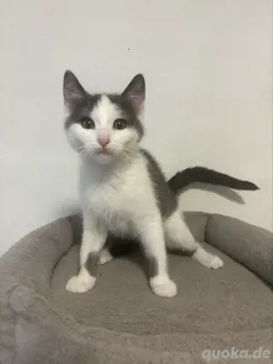 Baby Kater abzugeben