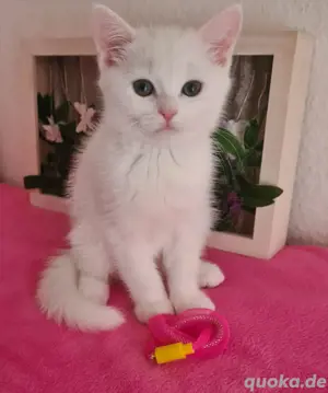 Unsere süßen Kitten suchen ein liebevolles Zuhause 