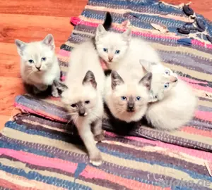 Reizende Thai Kitten, 12 Wochen alt.