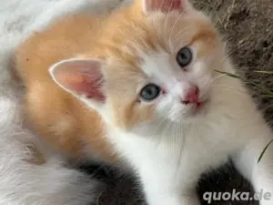 babys Katzen 