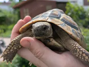 männliche Griechische Landschildkröte (Testudo hermanni boettgeri, thb) aus 2014 abzugeben