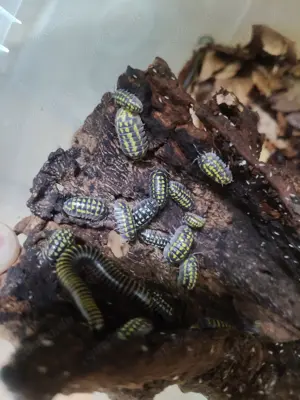 Armadillidium gestroi 12 Stück