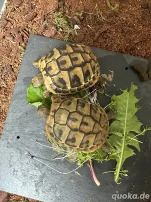 jung Schildkröten 
