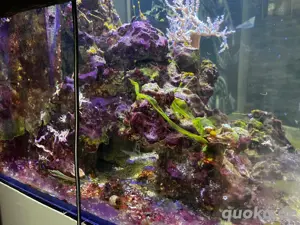 Meerwasser Aquarium  Bild 3