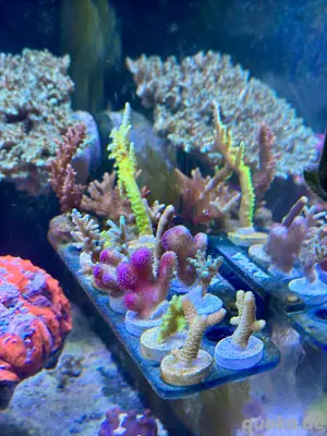 Meerwasser Korallen Ableger Acropora 