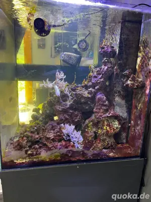 Meerwasser Aquarium  Bild 5