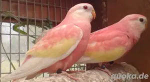 (SUCHE) bourkesittich 1.1 rubino oder lutino