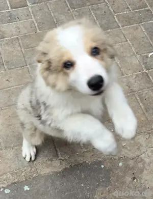 RReinrassige Border Collie Welpen
