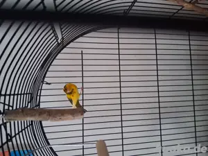 kanarienvogel 