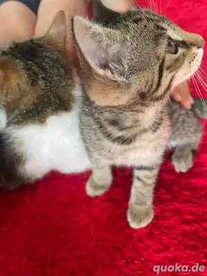 3 katzen suchen ein neues zuhause