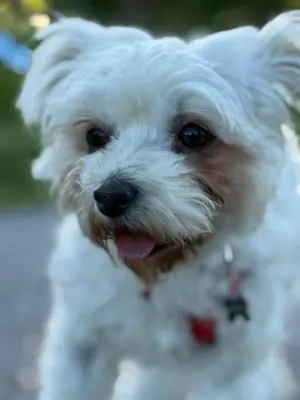 Bichon Malteser Mica sucht ein liebevolles Zuhause