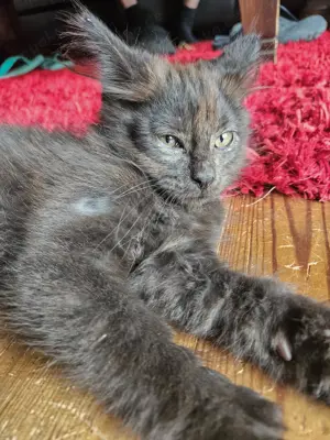  Kitten Mix Norwegische Waldkatze   BKH