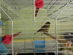 "Vogel Zeisigvogel" 