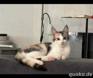 Süße Baby Katzen 