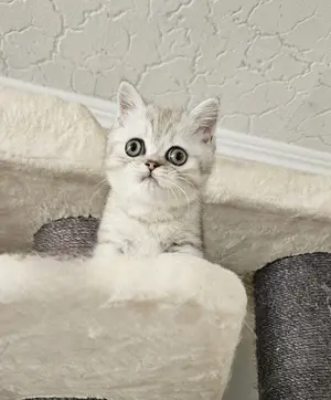 Reinrassige BKH Britisch Kurzhaar Kitten Silver Tabby pointed Katerchen GEIMPFT 