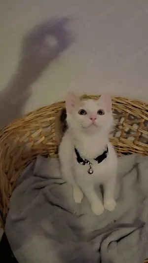 Kater zu verkaufen 