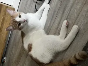 Super Cat Mizo