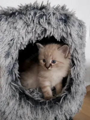 Sibirische Kätzchen Kitten