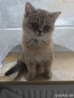  kitten golden tabby bkh Weibchen 