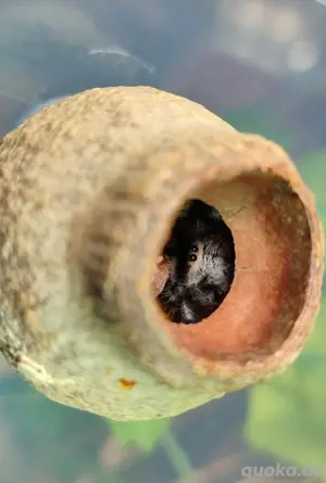 Verstecke Höhlen für Springspinnen  Bild 4