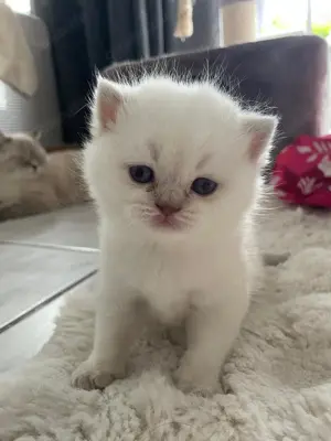 Britisch Kurzhaar Britisch Langhaar Kitten