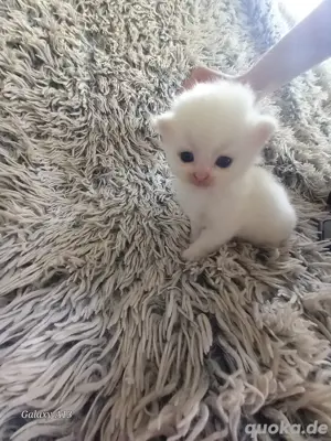 Perser-türkisch angora kitten 