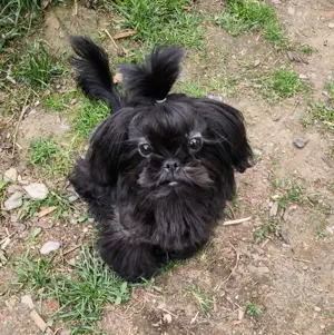 Imperial Shih Tzu jung stubenrein