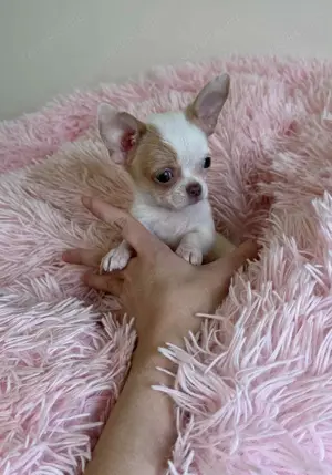 Chihuahua Rüde