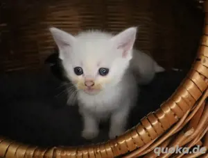 Perser-Türkisch Angora Mix Kätzchen