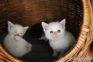 Perser-Türkisch Angora Mix Kätzchen