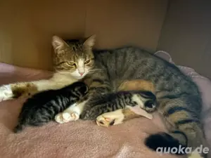 Kitten gegen Schutzgebühr abzugeben 