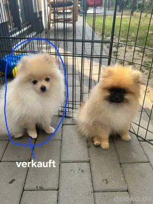 Welpen zu verkaufen