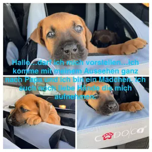 Labrador Rhodesian Ridgeback Welpen