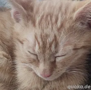 Babykater rot getiegert sucht