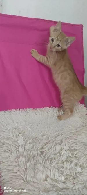 Babykater rot getiegert sucht